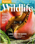 National Wildlife uses riveting text and captivating images to educate readers about conservation issues and to explore the latest discoveries affecting the natural world. National Wildlife places spe ...
