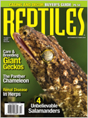 Click here to browse Reptiles